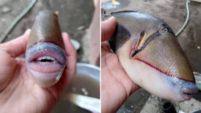 OMG! 1 Human Face Fish Found in Malaysia