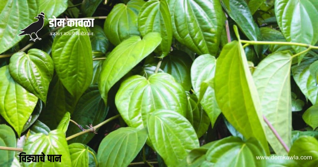 Benefits of Betel Leaf